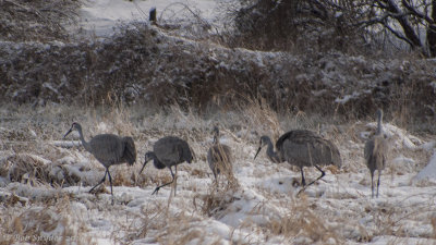 5 Sandhil Cranes 