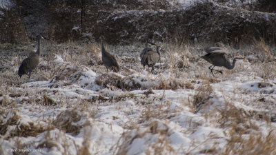 Displaying Sandhill II 