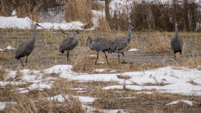 5 Sandhill Cranes in Centre County, PA