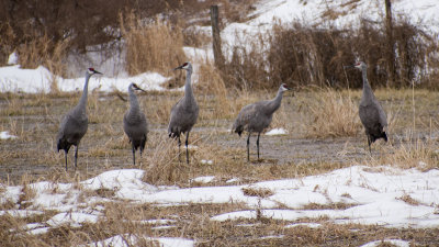 Sandhill Cranes flight sequence B