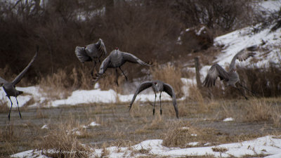 Sandhill Cranes flight sequence E