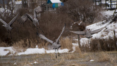 Sandhill Cranes flight sequence F