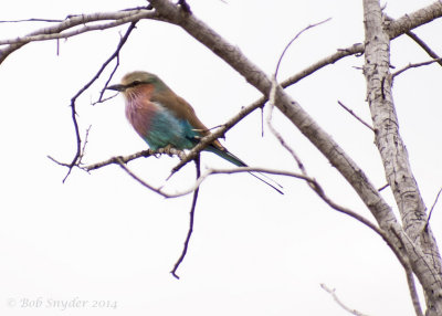 Lilac-breasted Roller P2276466.jpg