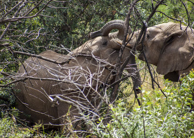 Tusseling Elephants .jpg