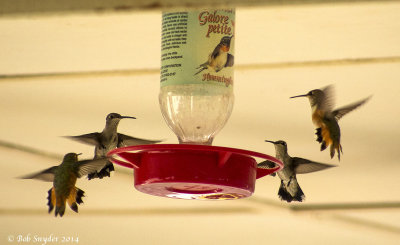 Black-chinned and Rufous Hummers at feeder at field station