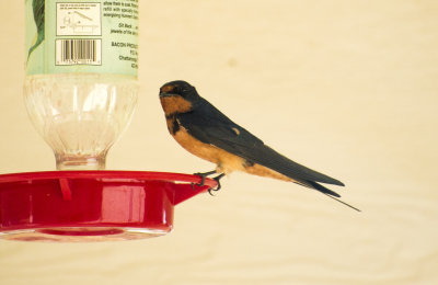 Barn Swallow