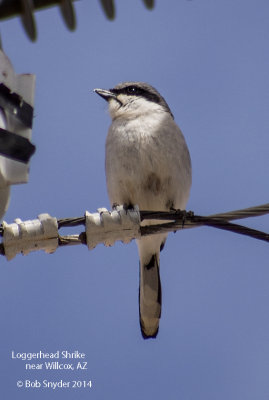 Loggerhead Shrike