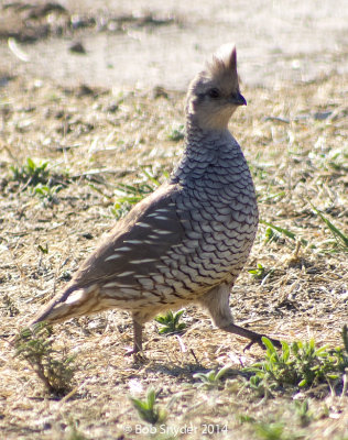 Scaled Quail 