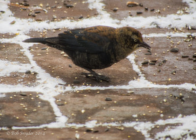 Rusty Blackbird refuels in Howard, PA