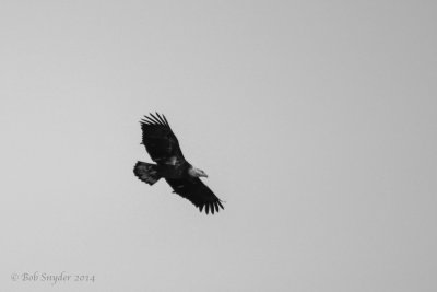 Basic IV Bald Eagle soaring 