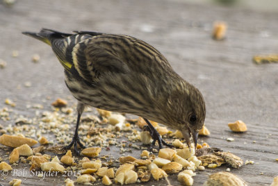 Pine Siskin eating crushed peanuts