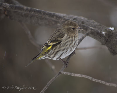 Pine Siskin on branch