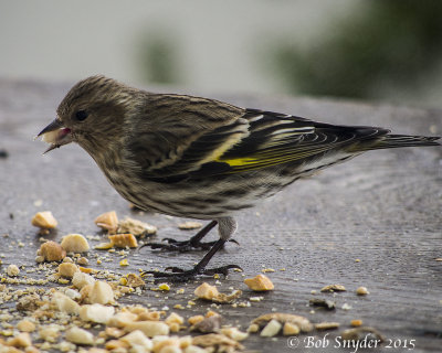 View of Pine Siskin through plate glass