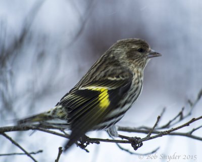 The yellow wingbar is a field mark