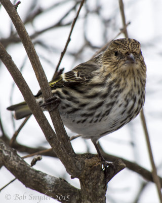 These birds are fairly tame around feeding stations