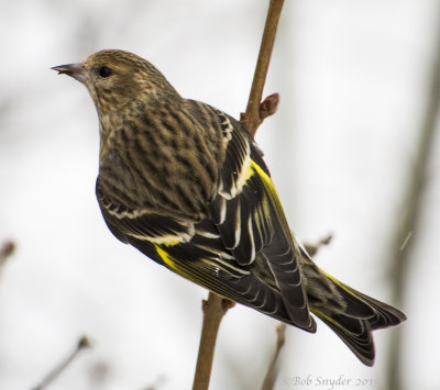 Pine Siskin Portrait I