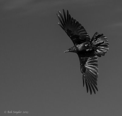 Chiricahua Raven