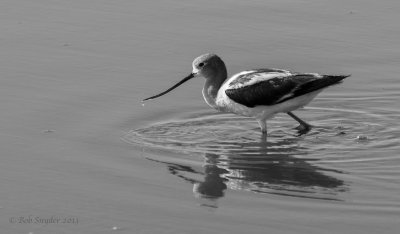 American Avocet Willcox BWs RHS_8513.jpg