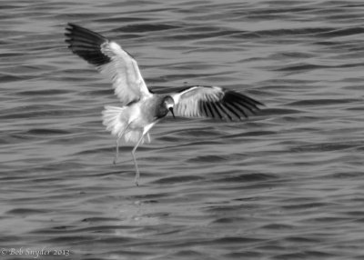 American Avocet 