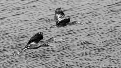 White-faced Ibises 