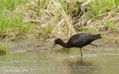 Glossy Ibis at Central Mountain High School wetland, Mill Hall, PA