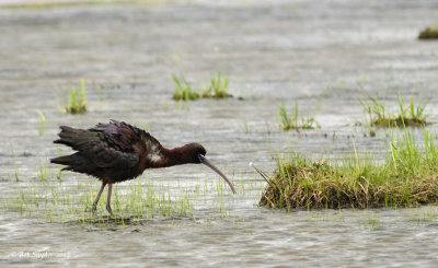 Glossy Ibis 1643.jpg