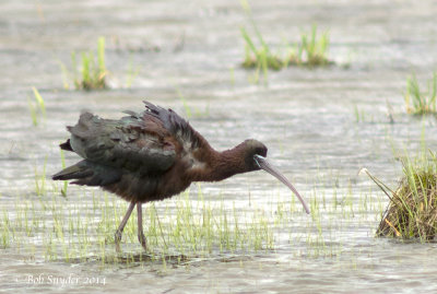 Glossy Ibis at Central Mountain High School wetland, Mill Hall, PA