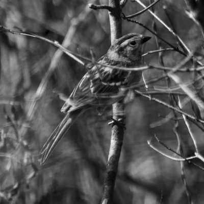 Field Sparrow ; rufous adult