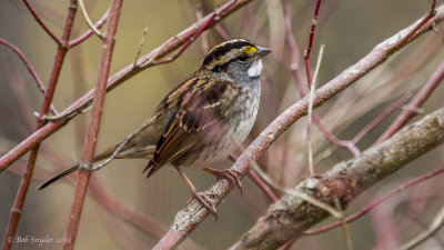 White-throated Sparrow: : Olympus 40-150mm f2.8 w1.4 extender