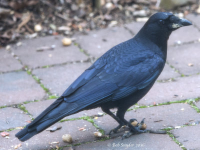 American crow  (Olympus 40-150mm f2.8)