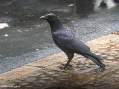 American Crow in rain through window and screen (Olympus 40-150mm f2.8)