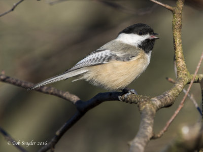 Black-capped Chickadee (with Olympus 40-150mm f2.8)