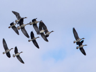  Greater White-fronted Geese (detail) Bullit Run 