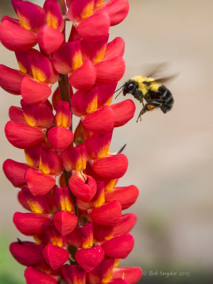 Bee and lupine flowers (with Olympus 12-40mm f2.8)