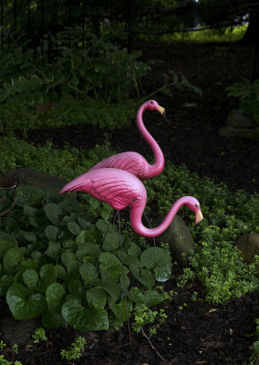 Plastic Flamingos, wild ginger and woodruff (with Lumix 45-200mm f5.6)