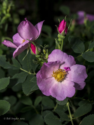 Prairie Rose buds and blossoms (with Olympus 12-40mm f2.8)