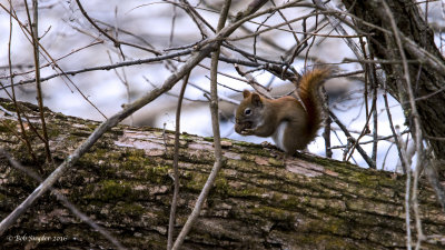 Red Squirrel with nut (Olympus 40-150mm f2.8 with MC-14)