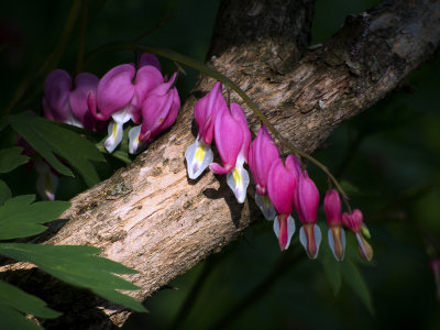 Bleeding hearts (with Lumix 45-200mm f5.6)