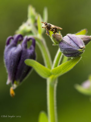 White-faced fly (dead) on columbine (Olympus 12-40mm f2.8)