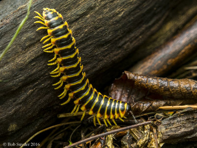 Forest millipede 