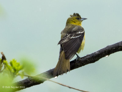Orchard Oriole: adult female 