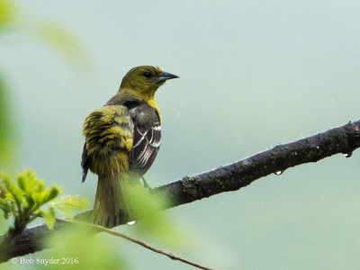 Orchard Oriole 