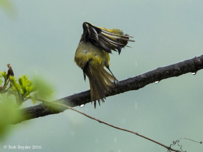 Orchard Oriole preening in rain