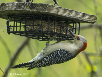 Red-bellied Woodpecker at suet