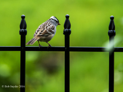 Whitecrowned Sparrow