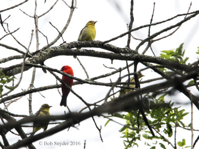 Scarlet Tanager family: female (top), male and fledglings:  Normally so very hard to see these birds in the canopy!