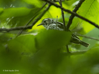Black-and-White Warbler fledgling