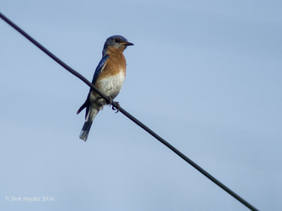 Eastern Bluebird male 