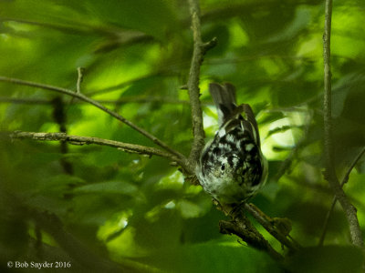 Scolding Black-and-White Warbler 