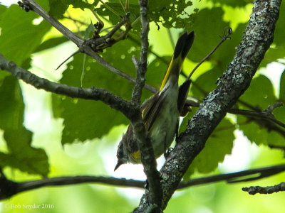 American Redstart, male: first summer plumage